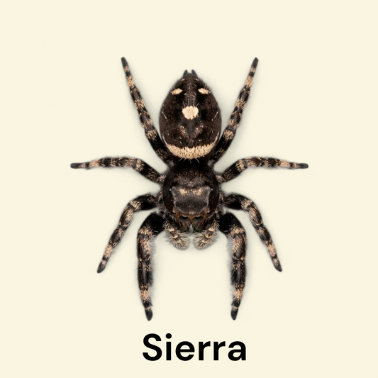 Phiddipus Regius "Sierra de Bahoruco" - Jumping Spider