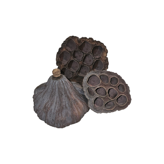 Lotus Pod - Bugs & Beyond