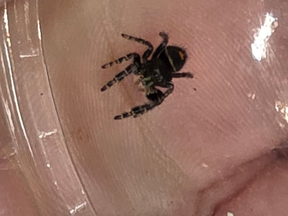 Phidippus Audax "Bryantae" Jumping Spider | UK Captive Bred