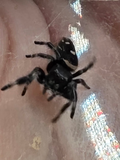 Phidippus Regius “Sierra de Bahoruco” – Captive Bred Jumping Spider for Sale UK