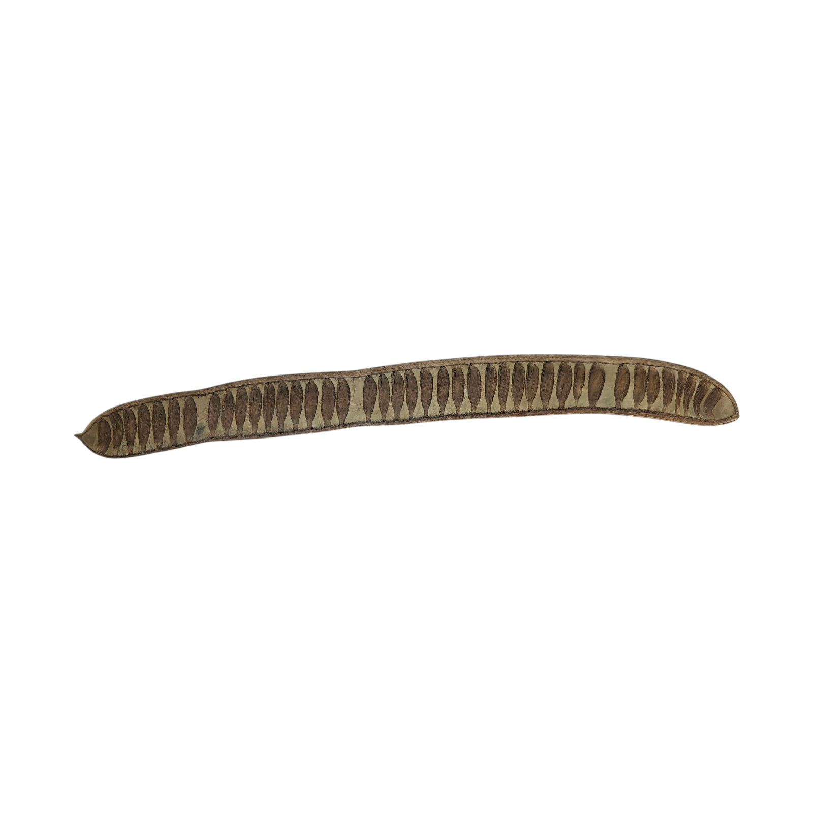 Acacia beans Half Pod