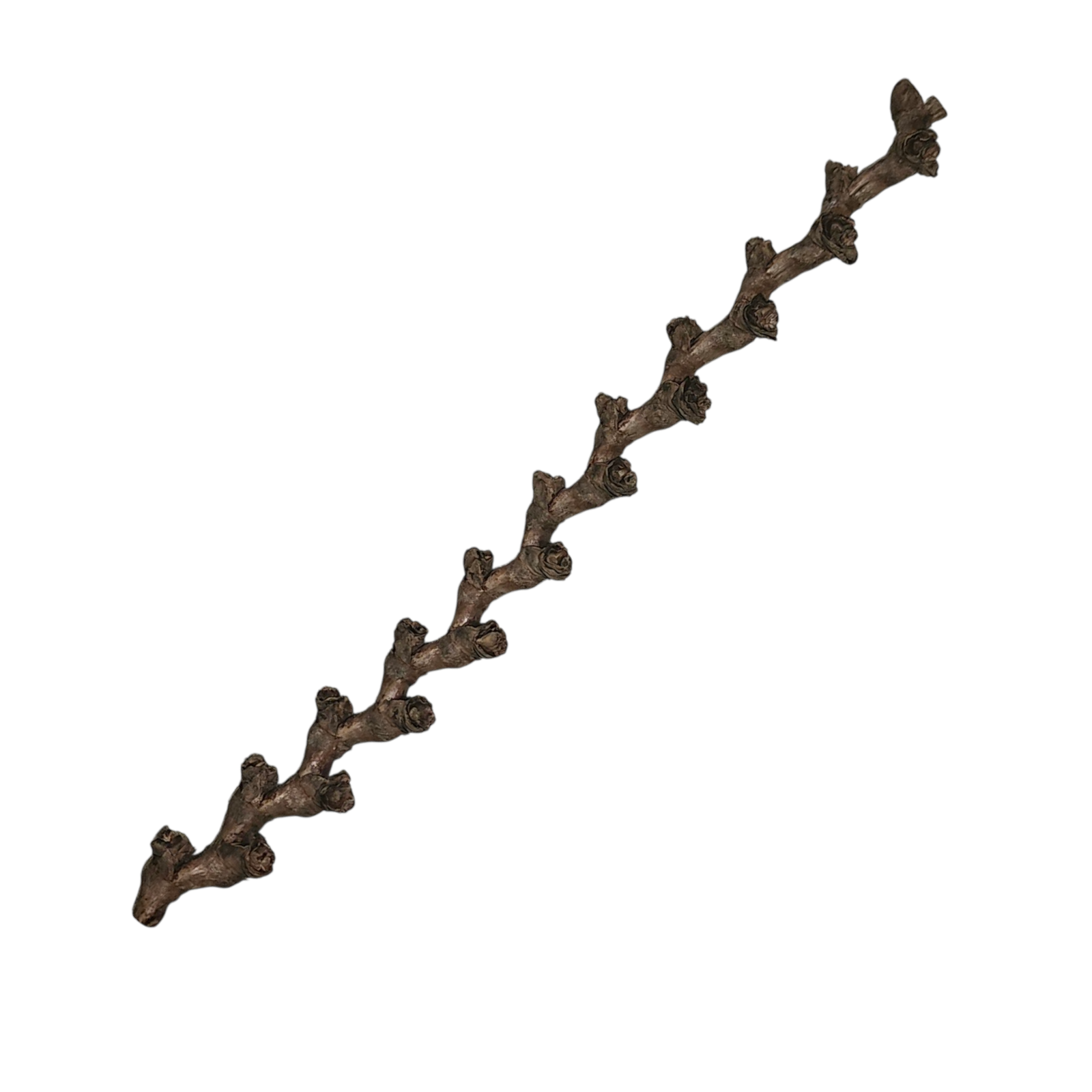 Buriti Twig