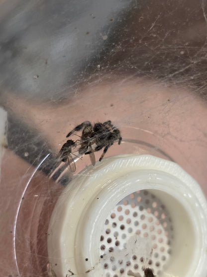 Phidippus Regius "Sierra de Bahoruco" - Jumping Spider