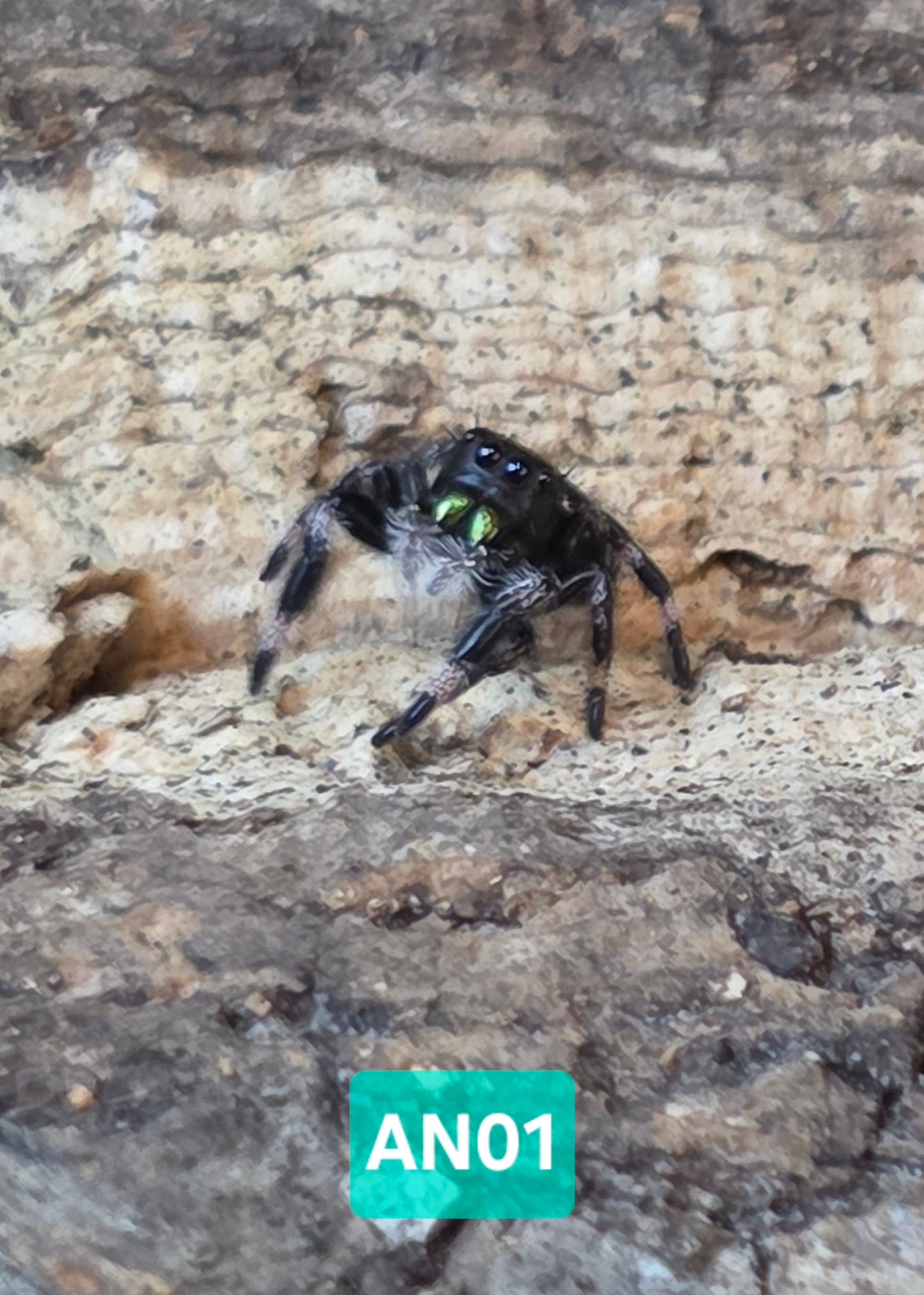 Jumping Spider Baby Drop