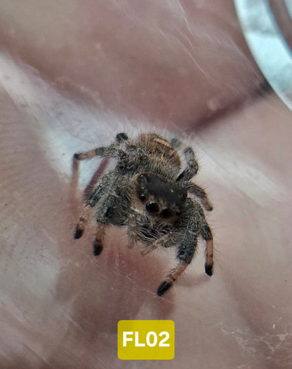 Jumping Spider Baby Drop