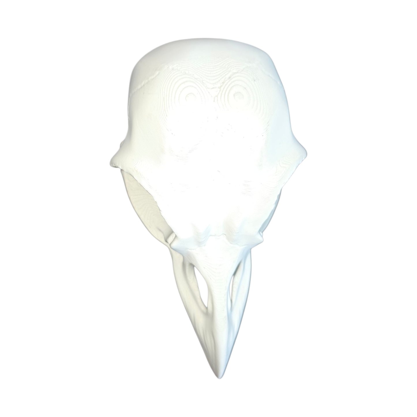 Gothic Range: Magnetic Bird Skull Jumping Spider Hide & Ledge
