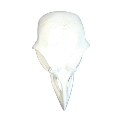 Gothic Range: Magnetic Bird Skull Jumping Spider Hide & Ledge