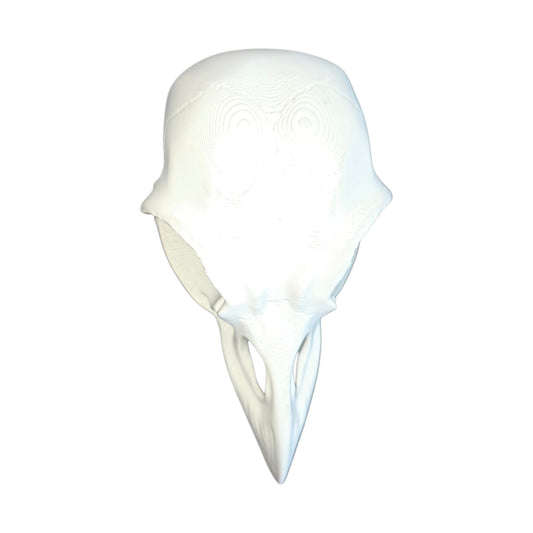 Gothic Range: Magnetic Bird Skull Jumping Spider Hide & Ledge