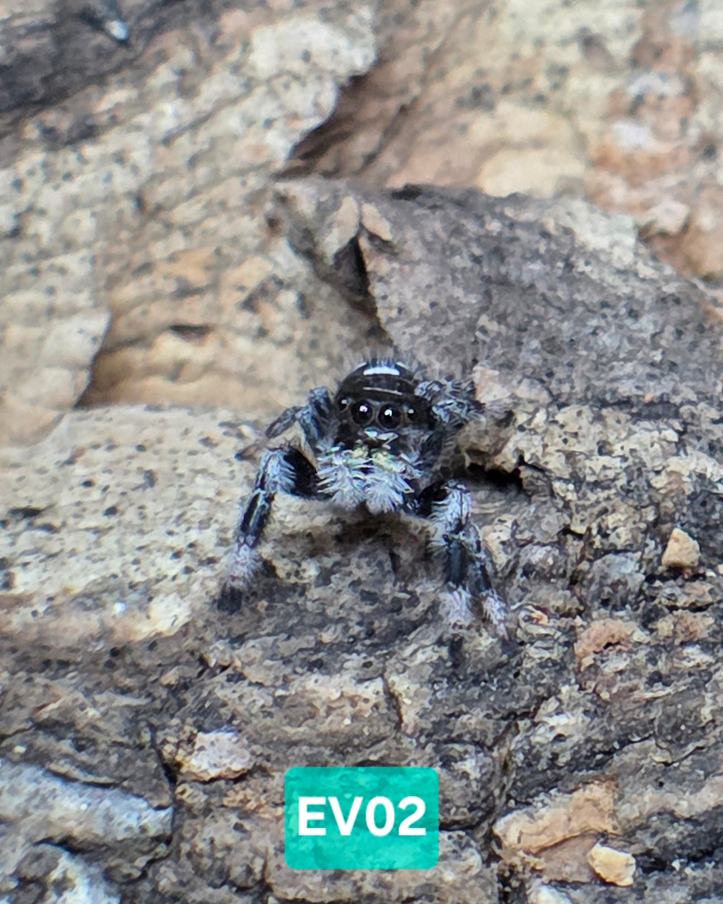 Jumping Spider Baby Drop