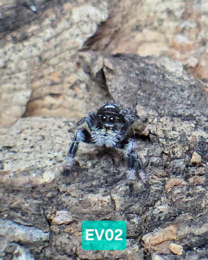 Jumping Spider Baby Drop
