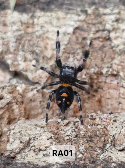 Jumping Spider Baby Drop