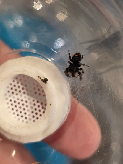 Phidippus Regius "Rastafari" Jumping Spider | UK Captive Bred