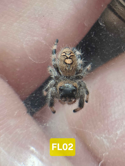 Jumping Spider Baby Drop