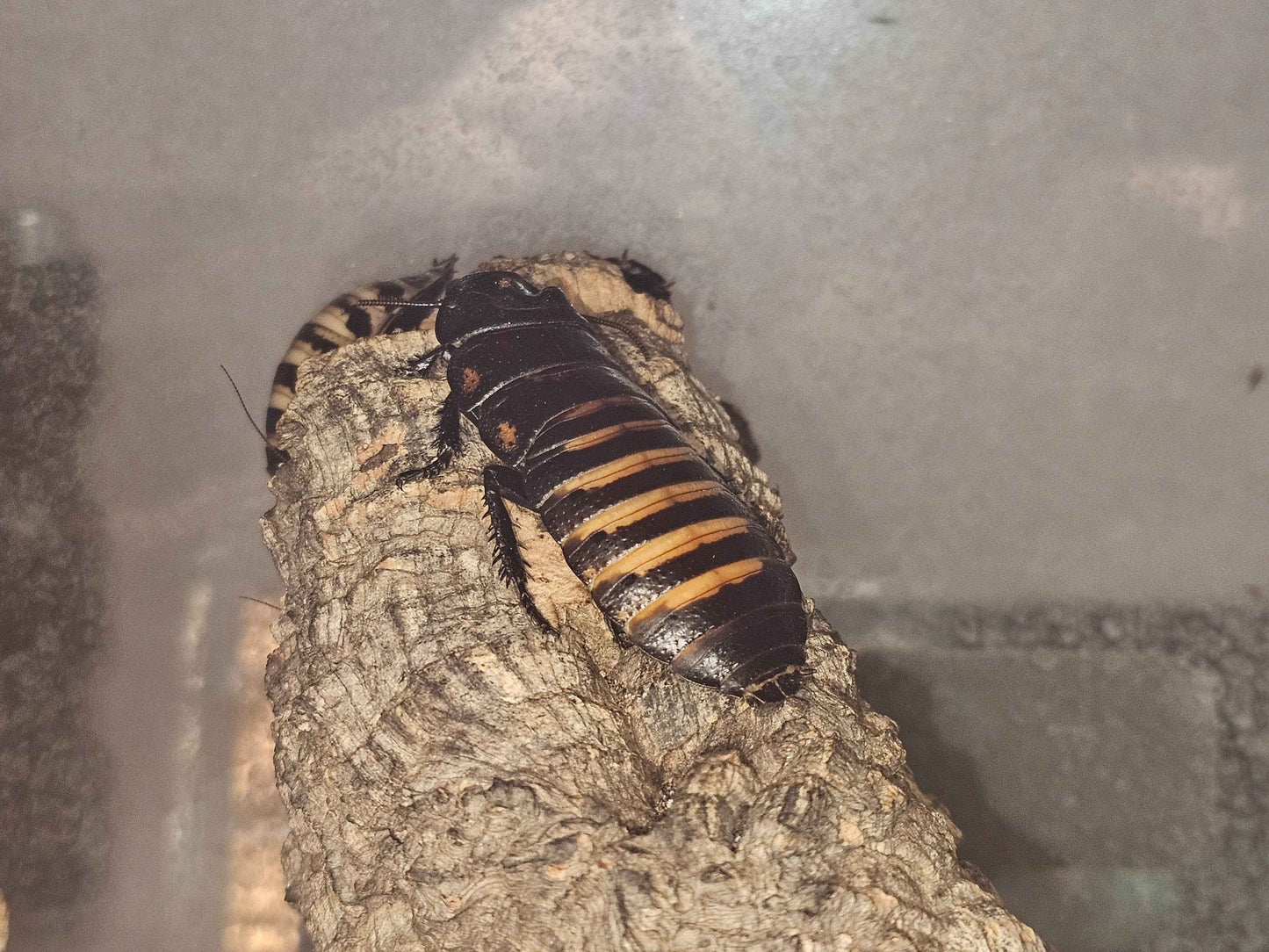 Tiger Hissing Cockroach Nymphs (Gromphadorhina grandidieri)