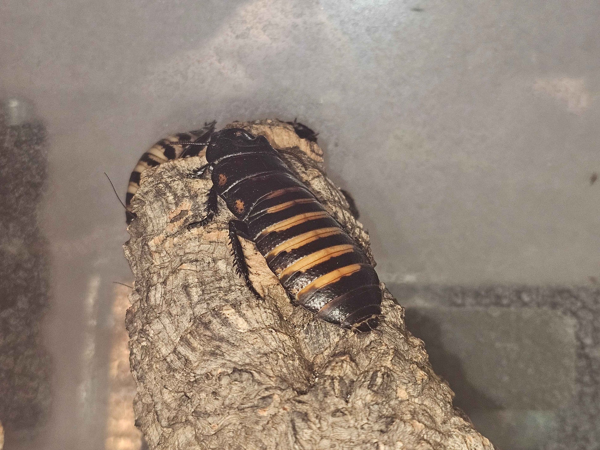 Tiger Hissing Cockroach Nymphs (Gromphadorhina grandidieri)