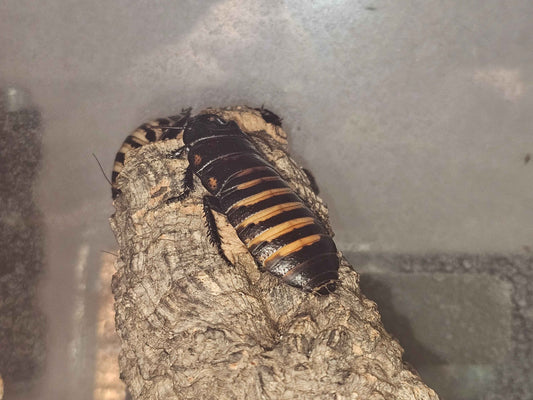 Tiger Hissing Cockroach Nymphs (Gromphadorhina grandidieri)