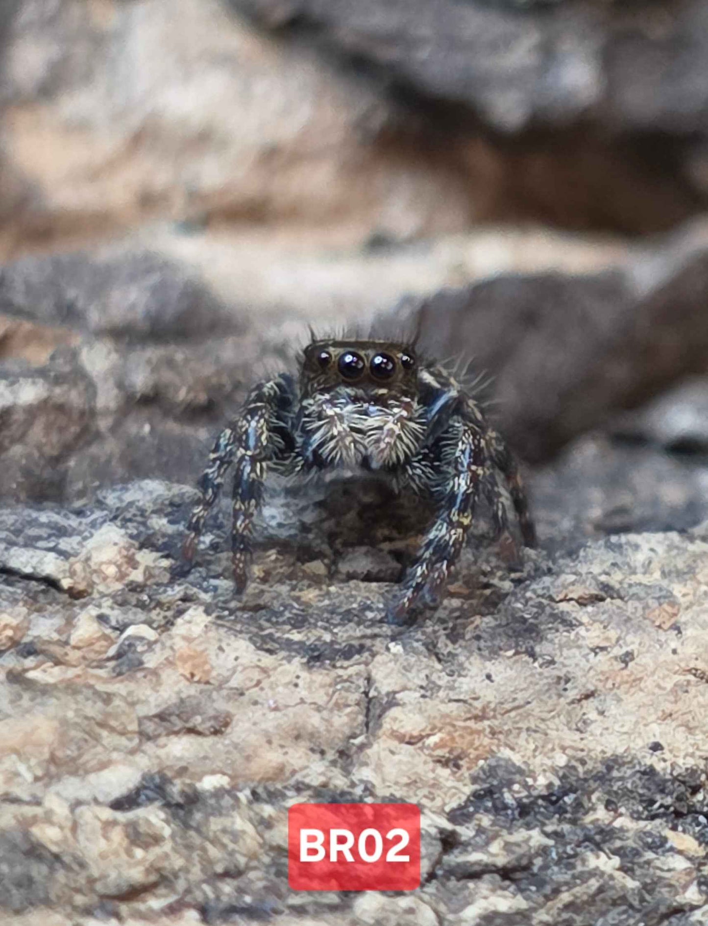 Phidippus Audax "Bryantae" Jumping Spider | UK Captive Bred