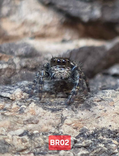 Phidippus Audax "Bryantae" Jumping Spider | UK Captive Bred