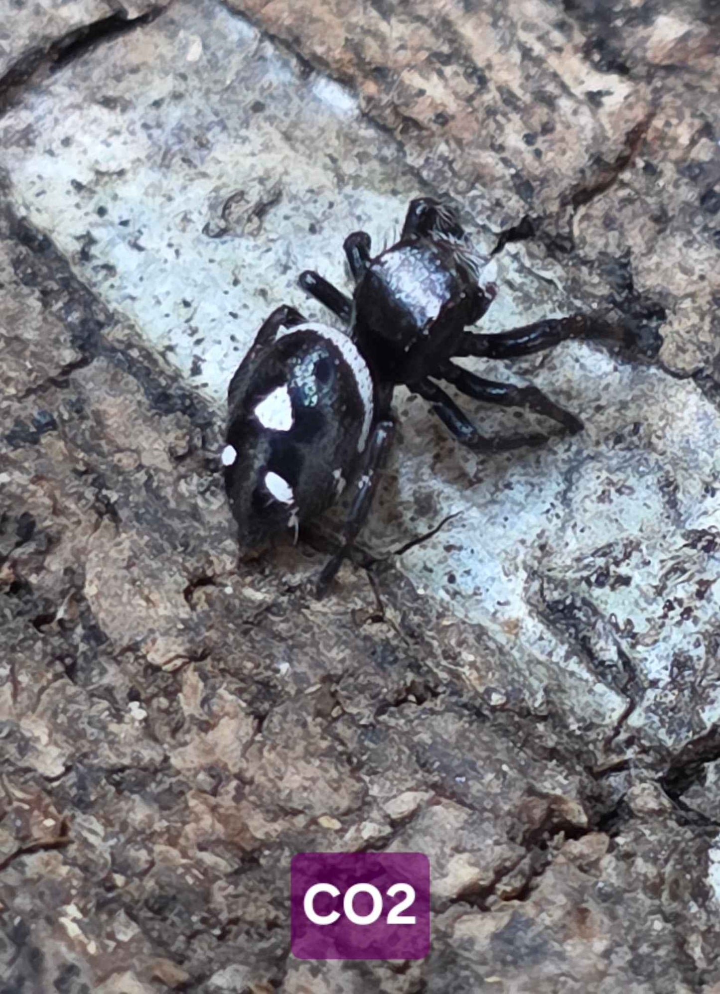 Jumping Spider Baby Drop