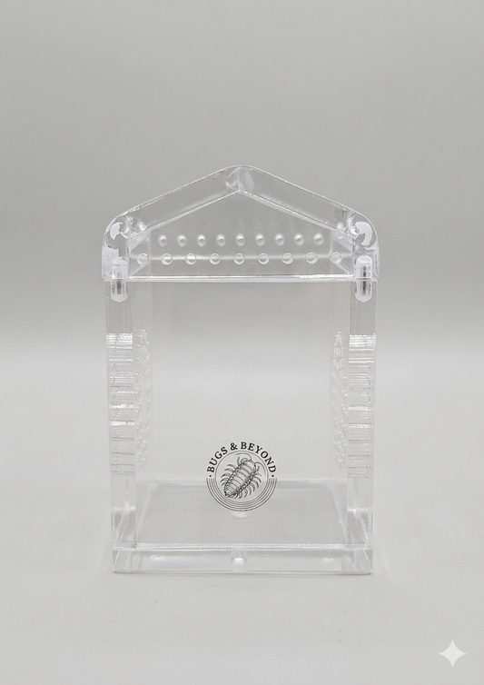 A Clear empty acrylic Sling Enclosure with Bugs & Beyond' logo on a gray background