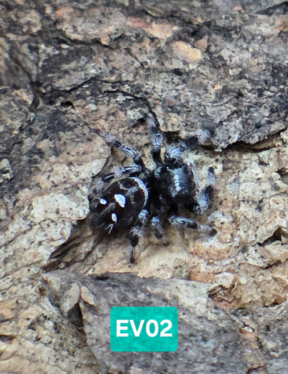 Jumping Spider Baby Drop