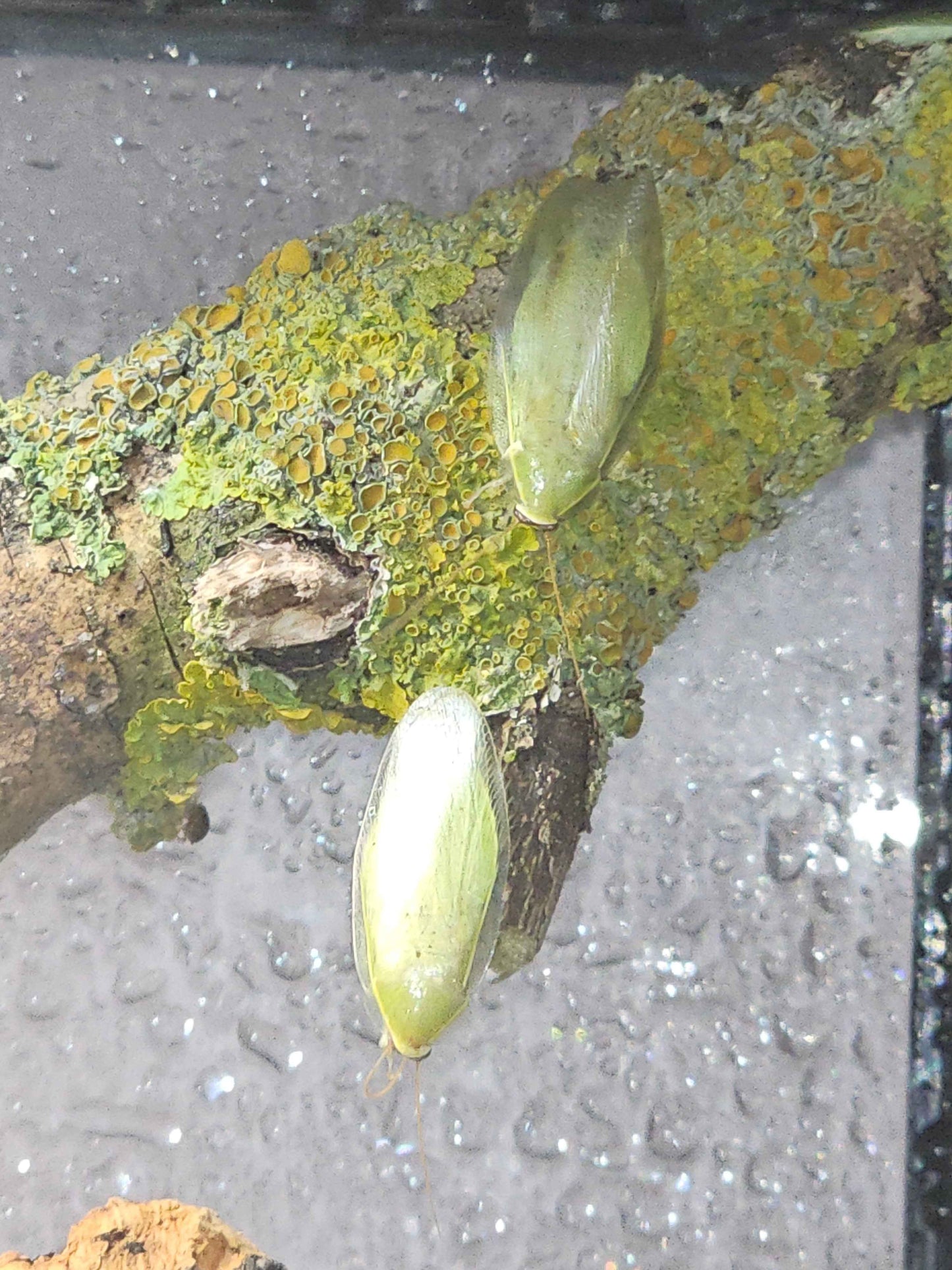 Green Banana Cockroach (Panchlora nivea)