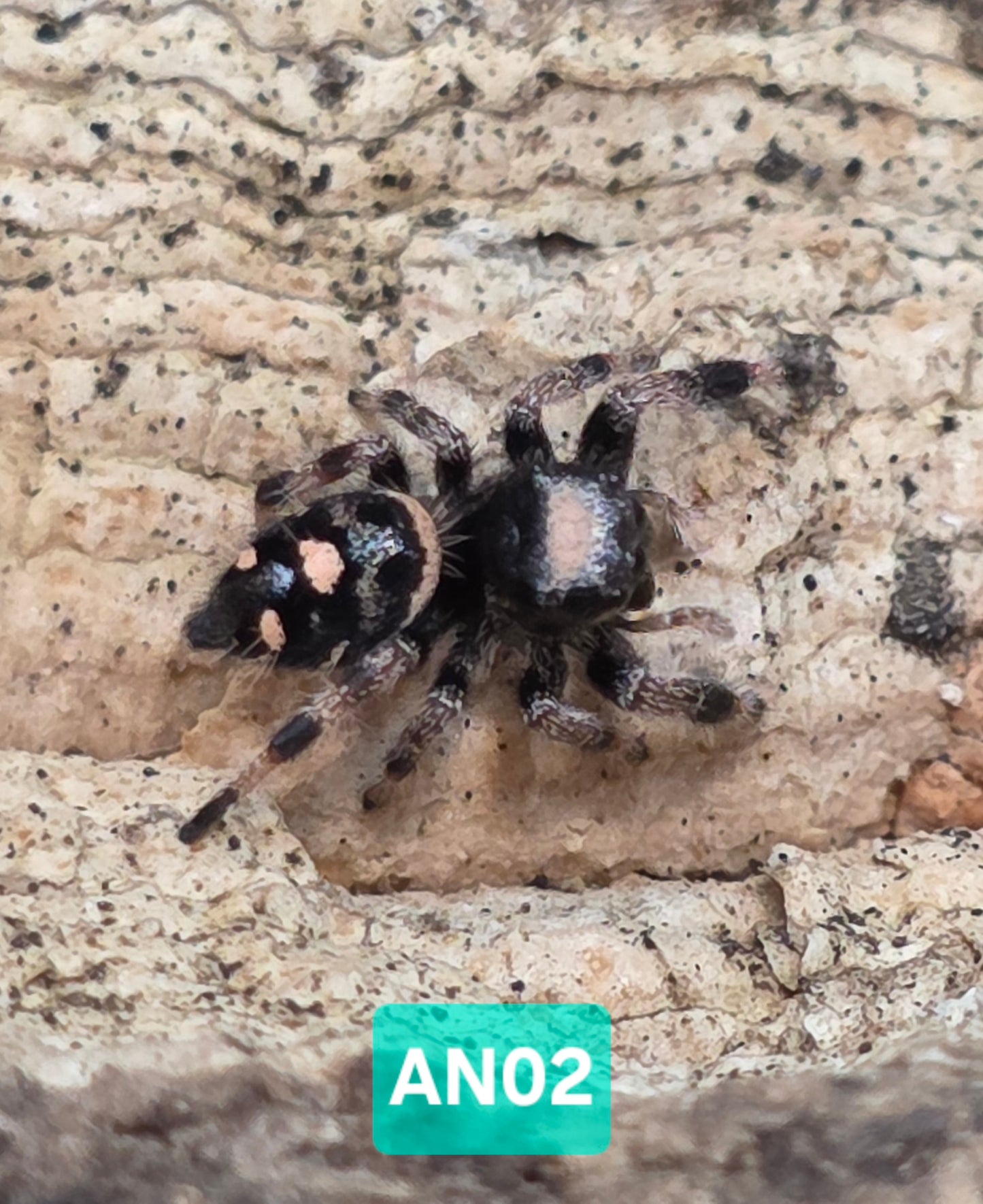 Jumping Spider Baby Drop