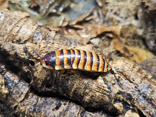 Halloween Hissing Cockroach (Elliptorhina javanica)