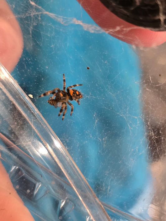 Phidippus Regius "Rastafari" Jumping Spider | UK Captive Bred
