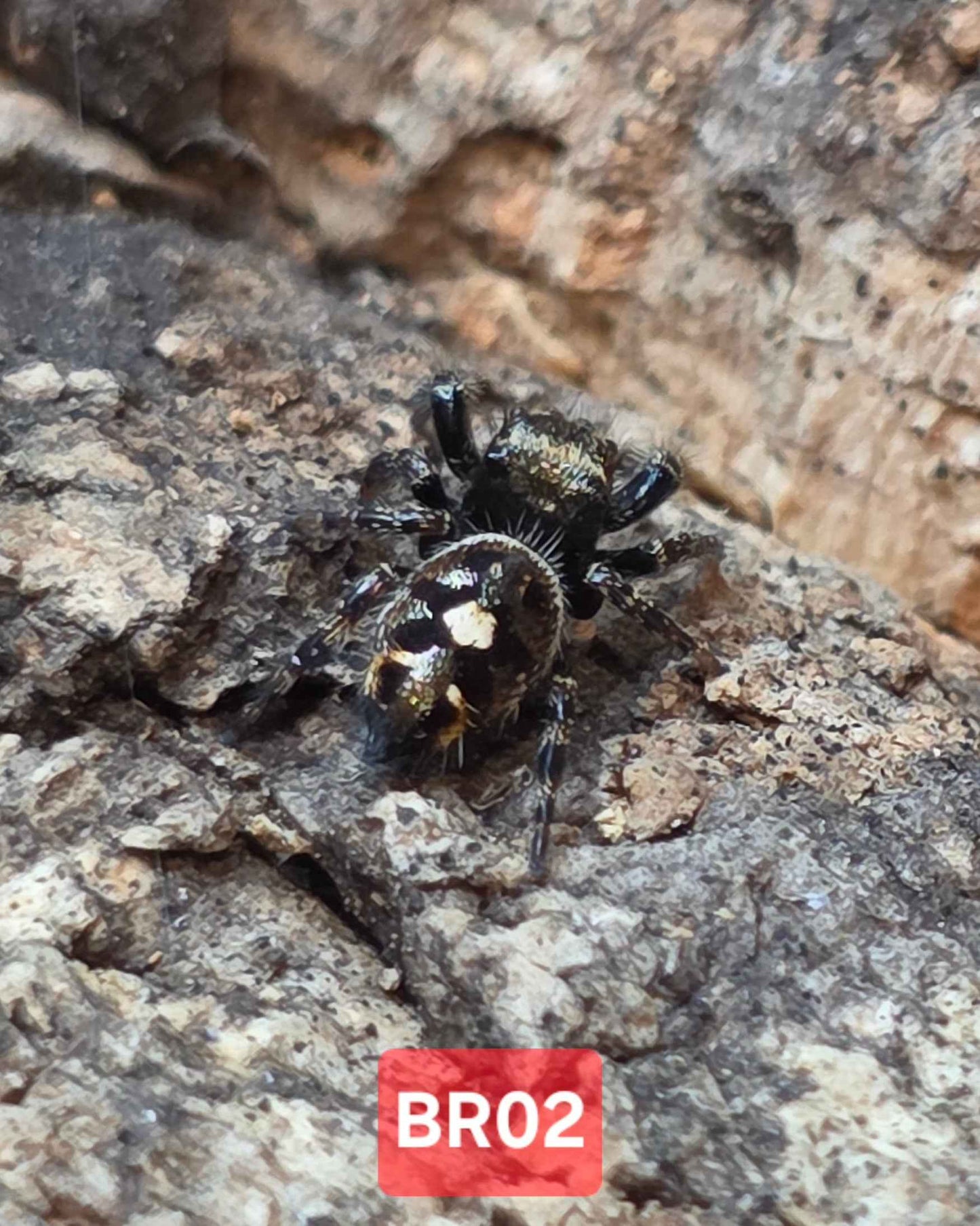 Phidippus Audax "Bryantae" Jumping Spider | UK Captive Bred