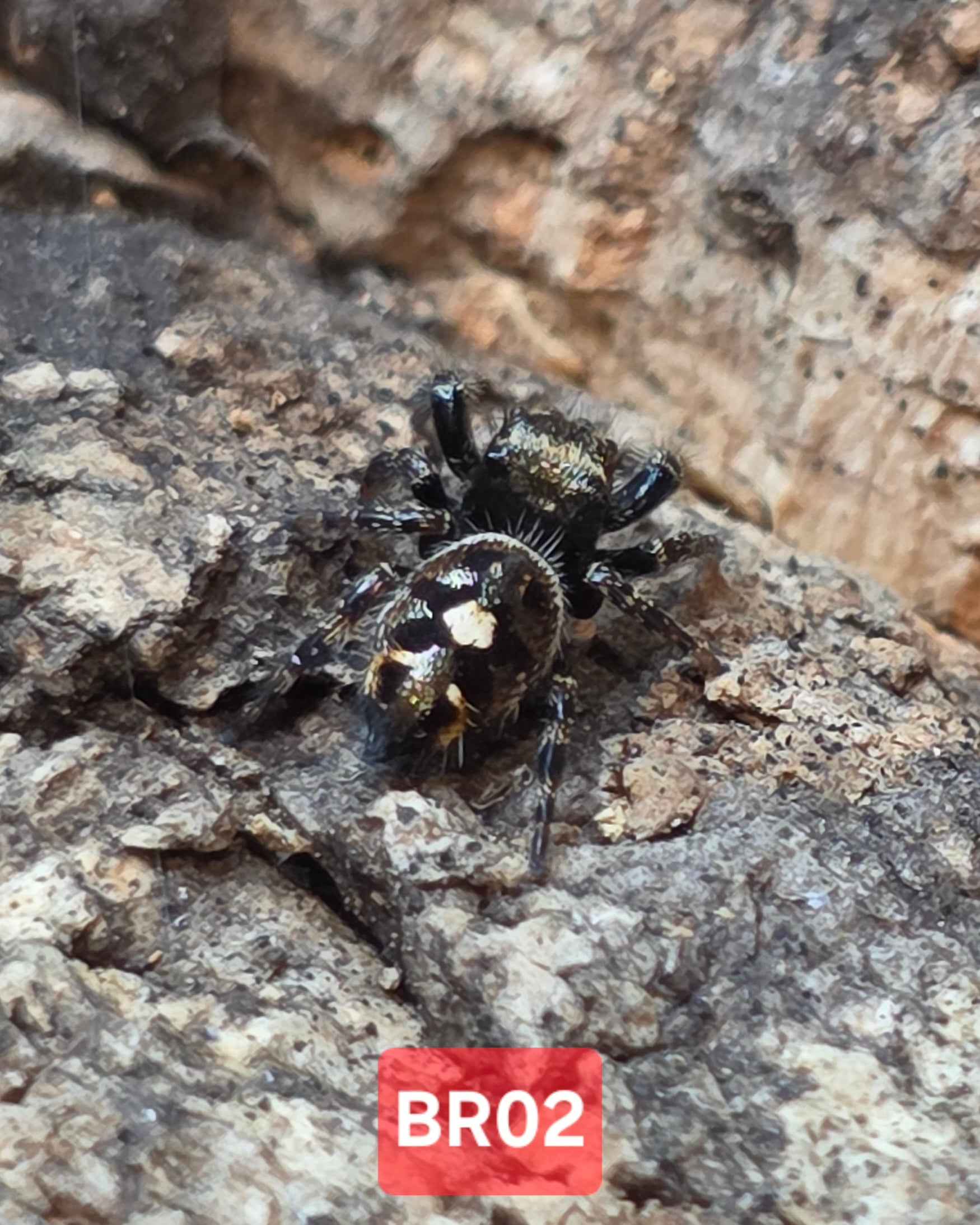Phidippus Audax "Bryantae" Jumping Spider | UK Captive Bred