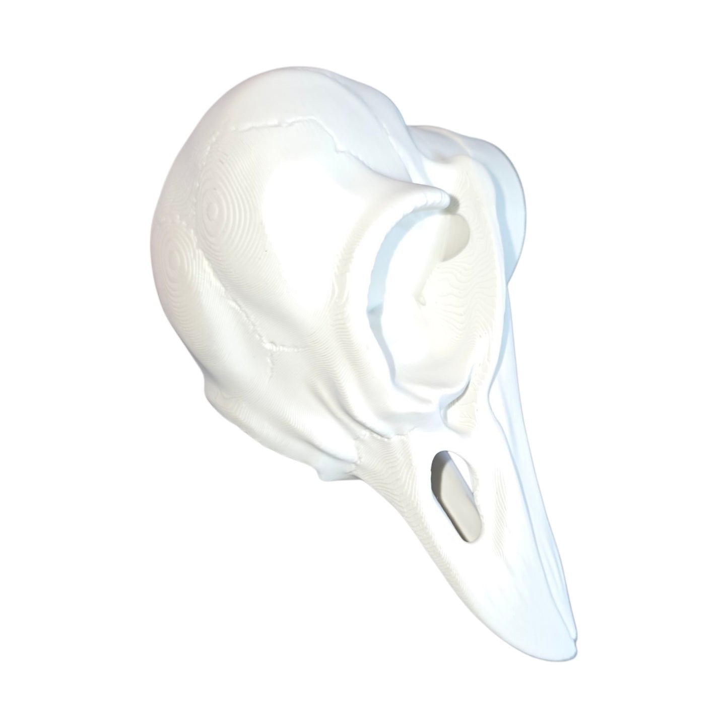 Gothic Range: Magnetic Bird Skull Jumping Spider Hide & Ledge