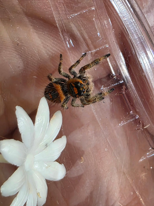 Phidippus regius “Ocala” Jumping Spider | i5/i6