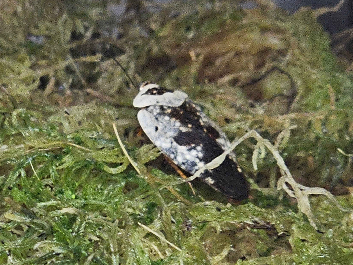 Ghost Porcelain Cockroach, (Gyna Caffrorum)