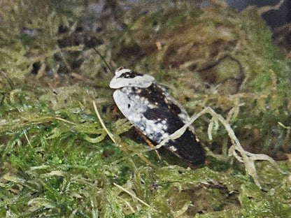 Ghost Porcelain Cockroach, (Gyna Caffrorum)