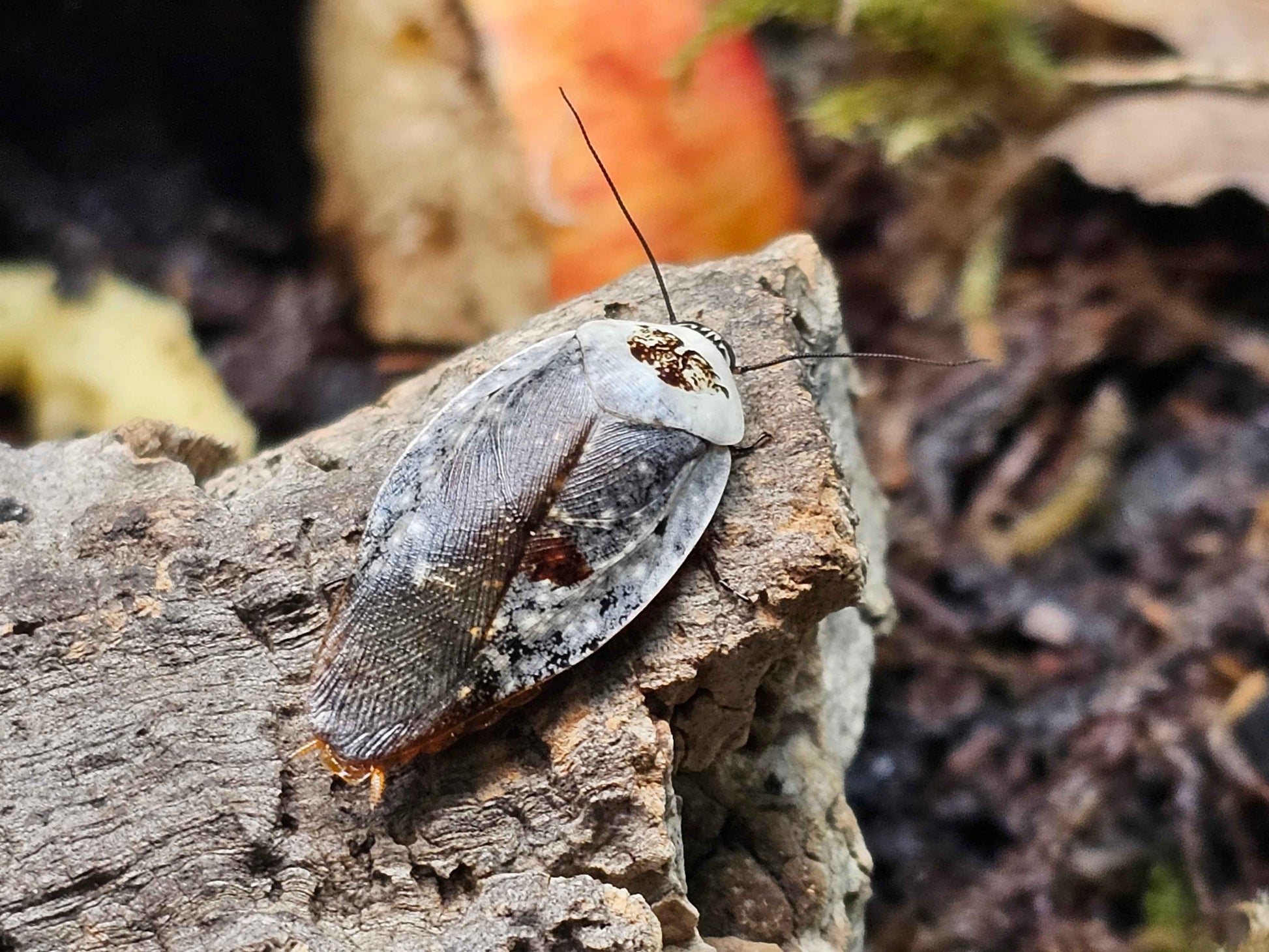 Ghost Porcelain Cockroach, (Gyna Caffrorum)